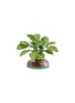 Main View - Click To Enlarge - ELLERMANN FLOWER BOUTIQUE - x Lane Crawford Kalanchoe small canopy vase