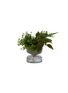 Main View - Click To Enlarge - ELLERMANN FLOWER BOUTIQUE - x Lane Crawford Pilea and Fern small self-watering planter