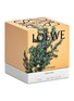 Detail View - Click To Enlarge - LOEWE - Juniper Berry Standard Candle