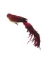 Main View - Click To Enlarge - SHISHI - FEATHER TAIL GLASS BIRD ORNAMENT — BURGUNDY