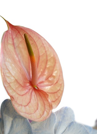 Detail View - Click To Enlarge - ELLERMANN FLOWER BOUTIQUE - Jellybean — Medium