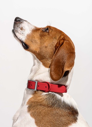 Detail View - Click To Enlarge - WILD ONE - Large Dog Collar — Strawberry