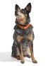 Detail View - Click To Enlarge - WILD ONE - Medium Dog Collar — Blaze