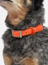  - WILD ONE - Medium Dog Collar — Blaze