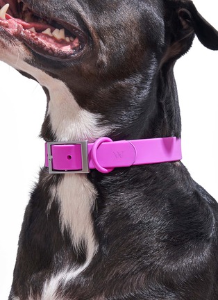  - WILD ONE - Medium Dog Collar — Orchid