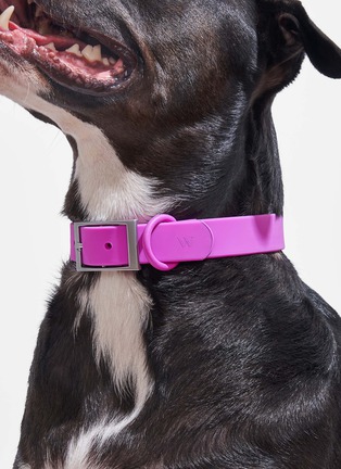  - WILD ONE - Large Dog Collar — Orchid