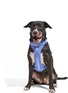 Front View - Click To Enlarge - WILD ONE - Large Dog Harness — Moonstone