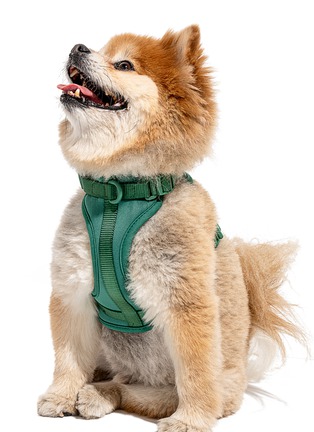 Front View - Click To Enlarge - WILD ONE - Small Dog Harness — Spruce