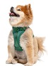 Front View - Click To Enlarge - WILD ONE - Small Dog Harness — Spruce