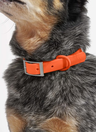  - WILD ONE - Large Dog Collar — Blaze