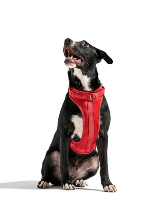 Front View - Click To Enlarge - WILD ONE - Large Dog Harness — Strawberry