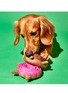 Detail View - Click To Enlarge - WARE OF THE DOG - Donut Felted Wool Dog Toy — Strawberry