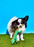 Detail View - Click To Enlarge - WARE OF THE DOG - Lizard Cotton Crochet Dog Toy