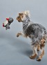 Detail View - Click To Enlarge - WARE OF THE DOG - Penguin Wool Knit Dog Toy