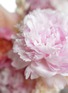  - ELLERMANN FLOWER BOUTIQUE - Pink Lady — Medium