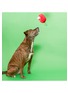 Back View - Click To Enlarge - THE FURRYFOLKS - Apple Nosework Toy