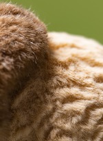 JELLYCAT | Amuseables Peanut Yeti Outfit | Lane Crawford