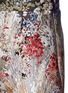 Detail View - Click To Enlarge - VALENTINO GARAVANI - Metallic floral jacquard shorts