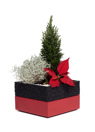  - THE STALK ROOM - Poinsettia large bento box planter set