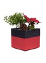  - THE STALK ROOM - Poinsettia small bento box planter set