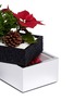 Detail View - Click To Enlarge - THE STALK ROOM - Poinsettia small bento box planter set