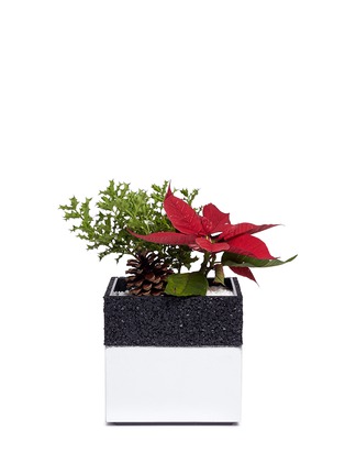 Main View - Click To Enlarge - THE STALK ROOM - Poinsettia small bento box planter set