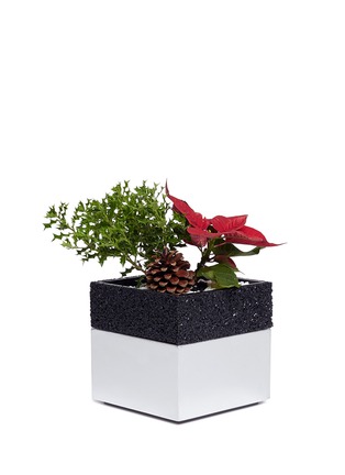  - THE STALK ROOM - Poinsettia small bento box planter set