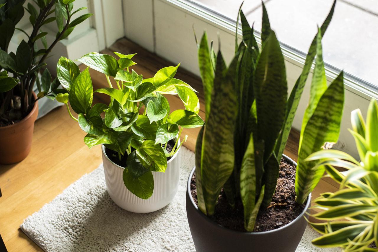 HOW TO CARE FOR INDOOR PLANTS | Lane Crawford